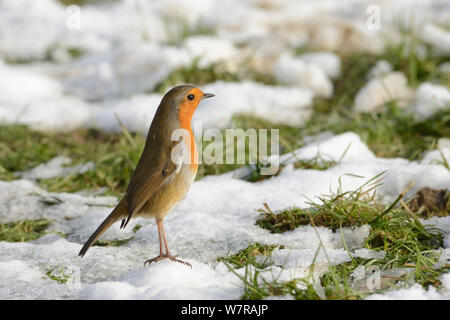 European robin (Erithacus rubecula) standing upright in a territorial threat display in a meadow among patchy snow, Wiltshire, UK, January. Stock Photo