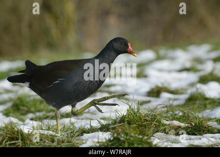 Moorhen (Gallinula chloropus) walking on partly snow-covered meadow bordering a lake, Wiltshire, UK, January. Stock Photo