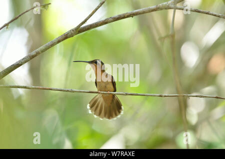 Hook-billed Hermit Hummingbird (Glaucis dohrnii) perched on branch, lowland Atlantic Southern Bahia Rainforest, at Estacao Veracel Natural Private Heritage (RPPN Estacao Veracel), municipality of Porto Seguro, Southern Bahia State, Eastern Brazil. Endangered species. Stock Photo