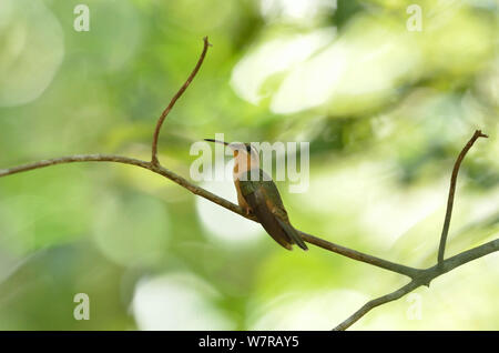 Hook-billed Hermit Hummingbird (Glaucis dohrnii) perched on branch, lowland Atlantic Southern Bahia Rainforest, at Estacao Veracel Natural Private Heritage (RPPN Estacao Veracel), municipality of Porto Seguro, Southern Bahia State, Eastern Brazil. Endangered species. Stock Photo
