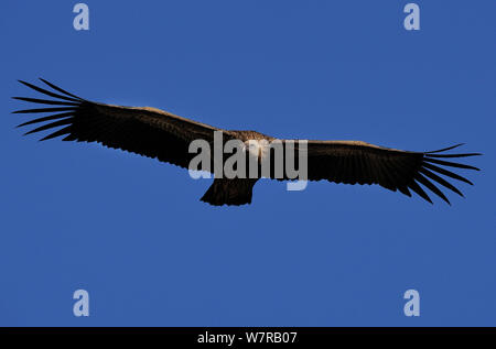 Himalayan griffon vulture (Gyps himalayensis) Yunnan province, China Stock Photo