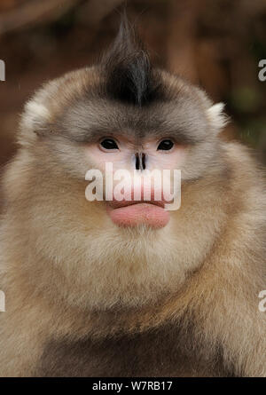 Yunnan Snub-nosed monkey,(Rhinopithecus bieti) portrait, Ta Chen NP, Yunnan province, China Stock Photo