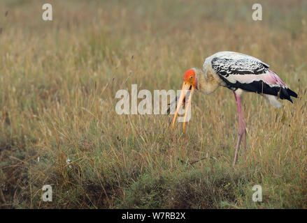 Painted stork (Mycteria leucocephala) feeding on fish, Pulicat Lake, Tamil Nadu, India, January 2013. Stock Photo