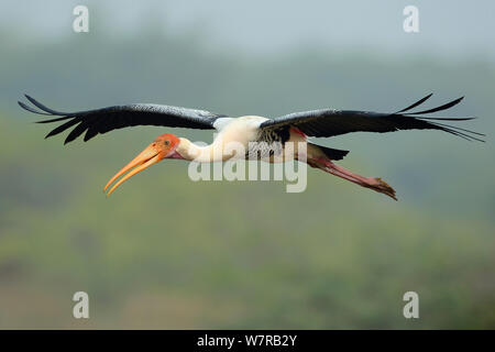 Painted storks (Mycteria leucocephala) in flight, Pulicat Lake, Tamil Nadu, India, January 2013. Stock Photo