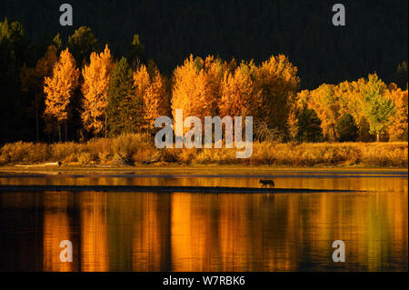 Coyote (Canis latrans) travelling on a sand bar, in autumn with trees reflecting in Snake River, Oxbow Bend,  Grand Teton National Park, Wyoming, USA. Stock Photo