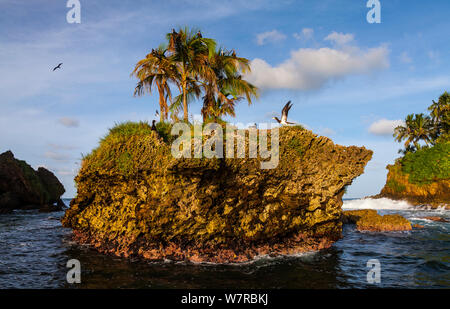 Birds Island / Swans' Cay with Brown boobies (Sula leucogaster) Bocas del Toro Archipelago, Bocas del Toro Province, Panama, Central America, America Stock Photo