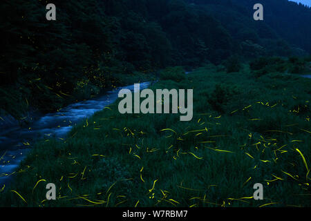 Japanese fireflies (Luciola cruciata) in flight at night, Japan endemic species, Hino-River, Nichinan-chou, Tottori, Japan, July Stock Photo