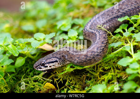 Chilean slender snake (Tachymenis chilensis chilensis) Contulmo Natural Monument, Chile, December Stock Photo