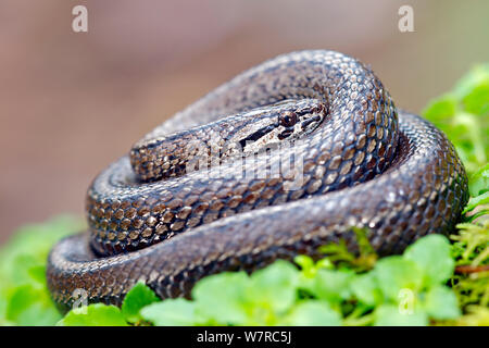 Chilean slender snake (Tachymenis chilensis chilensis) Contulmo Natural Monument, Chile, December Stock Photo