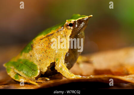 Male brown/green morph of Darwin's Frog (Rhinoderma darwinii) on leaf with juveniles in vocal pouch, Chile, January, Vulnerable species Stock Photo