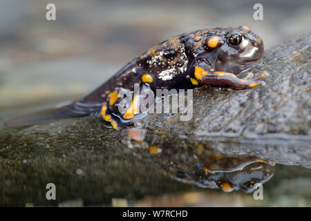 Chile Mountains False Toad (Telmatobufo venustus) at night in its ...