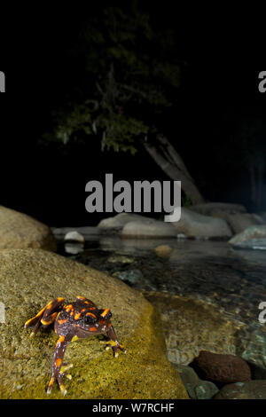Chile Mountains False Toad (Telmatobufo venustus) at night in its ...