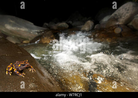 Chile Mountains False Toad (Telmatobufo venustus) at night in its ...