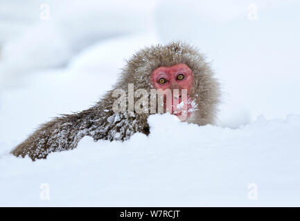 Japanese Macaque (Macaca fuscata) digging through the snow in search of food, Jigokudani, Japan, January Stock Photo