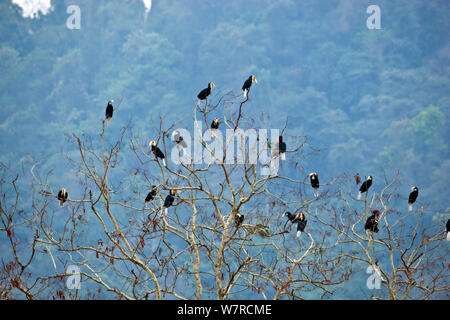 Wreathed hornbills (Rhyiceros undulatus) roosting in tree, Pakke, Arunachal pradesh, India Stock Photo