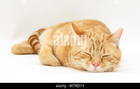Ginger cat 'Benedict' asleep. Stock Photo