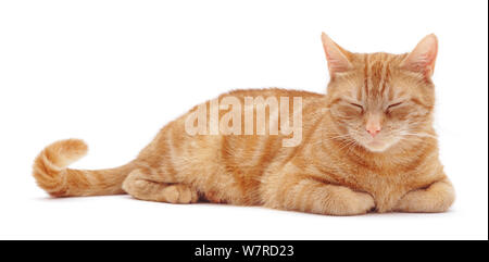 Sleepy ginger female cat 'Lucky'. Stock Photo