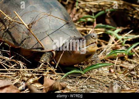 Philippine forest turtle or Leyte pond turtle. (Siebenrockiella ...