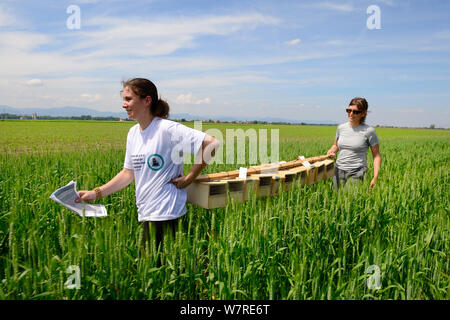 Scientists from the French Wildlife Department (ONCFS) with cages of Common hamsters (Cricetus cricetus) in a wheat field for release, Grussenheim, Alsace, France, June 2013 Stock Photo
