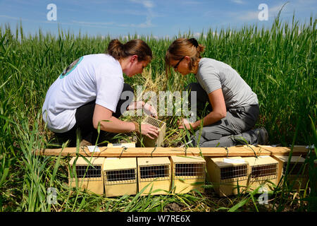 Scientists from the French Wildlife Department (ONCFS) releasing Common hamsters (Cricetus cricetus) in a wheat field.  Grussenheim, Alsace, France, June 2013 Stock Photo