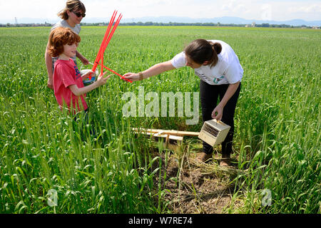 Scientists from the French Wildlife Department (ONCFS) helped by young boy, releasing Common hamsters (Cricetus cricetus) in a wheat field.  Grussenheim, Alsace, France, June 2013 Stock Photo