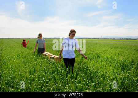 Scientists from the French Wildlife Department (ONCFS) with caged Common hamsters (Cricetus cricetus) for release, in a wheat field.  Grussenheim, Alsace, France, June 2013 Stock Photo