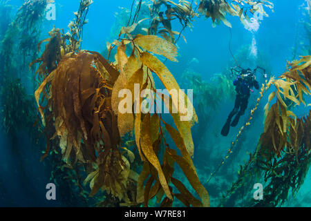 A diver photographs in a giant kelp forest (Macrocystis pyrifera). Fortescue Bay, Tasmania, Australia. Tasman Sea. This is the same species of giant kelp which is widespread on the Pacific coast of North America. In Australia these forests are only found in Tasmania. Stock Photo