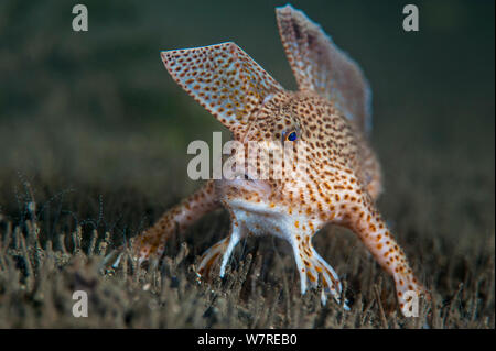 Spotted handfish (Brachionichthys hirsutus) portrait Derwent River ...