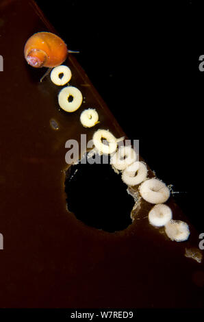 Wide lacuna snail (Lacuna vincta) lays a chain of doughnut shaped egg clutches on a kelp leaf. Browning Pass, Port Hardy, Vancouver Island, British Columbia, Canada. Pacific Ocean Stock Photo