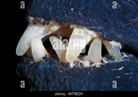 Detail photograph of the teeth of a Wolf fish (Anarhichas lupus). Gardur, south west Iceland, North Atlantic Ocean. Stock Photo