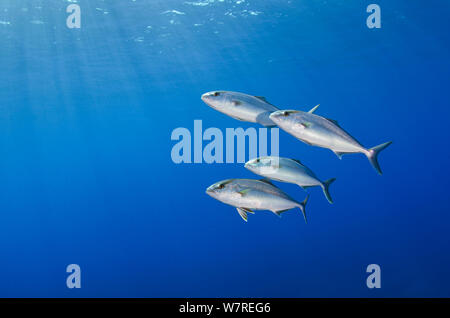 A gang of Greater amberjacks (Seriola dumerili) cruises in open water. Osalla, Gulf of Orosei, Sardinia, Italy. Mediterranean Sea. Stock Photo