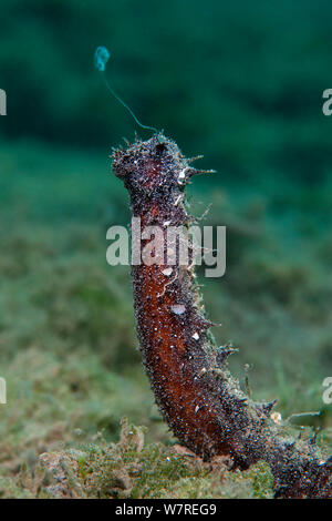 Holoth Sea cucumber underwater in Mediterranean sea Stock Photo - Alamy