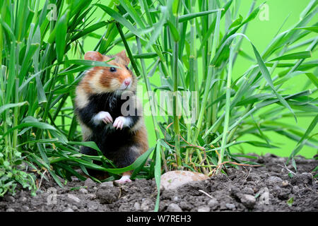 Common hamster (Cricetus cricetus) standing on hind legs, Alsace, France, May, captive Stock Photo