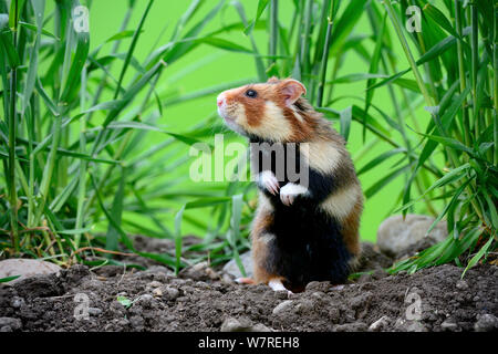 Common hamster (Cricetus cricetus) standing on hind legs, Alsace, France, April, captive Stock Photo