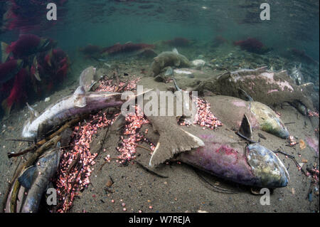 Group of dead Sockeye salmon (Oncorhynchus nerka) and eggs in their spawning river. Salmon die after spawning, but the nutrient boost provided by the decaying bodies, powers the food chain that ultimately feeds the young salmon. Adams River, British Columbia, Canada, October. Stock Photo