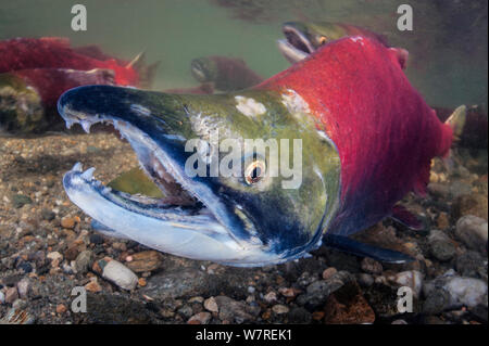 Male Sockeye salmon (Oncorhynchus nerka) on his redd (nest). The female is behind the male, shown here with his characteristic hooked jaw. Adams River, British Columbia, Canada, October. Stock Photo