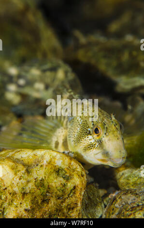 Portrait of Male freshwater blenny (Salaria fluviatilis) living on the bed of a mountain river at an altitude 700m in spring. River Flumendosa, Gennargentu National Park, Sardinia, Italy. Stock Photo