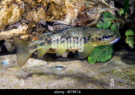 Macrostigma trout (Salmo trutta macrostigma) swimming in mountain stream. The Sardinian macrostigma trout is noted for being a very pure lineage with little interbreeding with regular brown trout. River Ermolinos, Montarbu Forest, Seui, Ogliastra, Gennargentu Mountains, Sardinia, Italy. Stock Photo