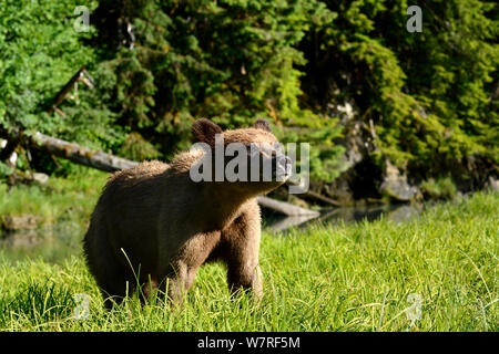 Female Grizzly bear (Ursus arctos horribilis) Khutzeymateen Grizzly Bear Sanctuary, British Columbia, Canada, June. Stock Photo