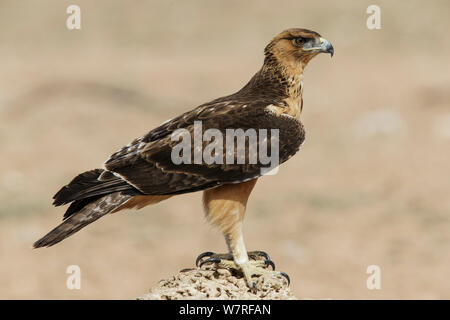 Tawny Eagle (Aquila rapax) Kgalagadi Transfrontier Park, South Africa. January Stock Photo