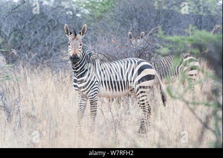 Hartmann's Mountain Zebra (Equus hartmannae) Damaraland, Namibia Stock Photo