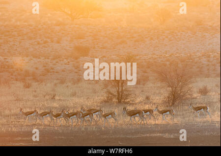Springboks (Antidorcas marsupialis) walking along a dry river bed at dawn, Kgalagadi Transfrontier Park, South Africa Stock Photo