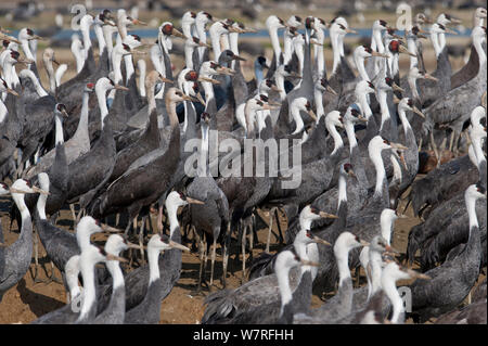 Flock of Hooded Cranes (Grus monacha) Kyushu, Japan Stock Photo