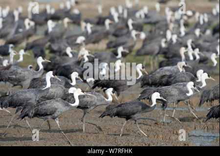 Flock of Hooded Cranes (Grus monacha) Kyushu, Japan Stock Photo