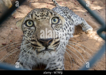 Male Arabian Leopard (Panthera pardus nimr) seen through wire fencing at the Arabian Wildlife Centre & captive-breeding project, Sharjah, United Arab Emirates. Stock Photo