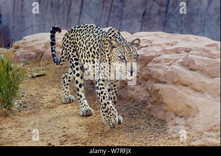 Male Arabian Leopard (Panthera pardus nimr) at the Arabian Wildlife Centre & captive-breeding project, Sharjah, United Arab Emirates. Stock Photo