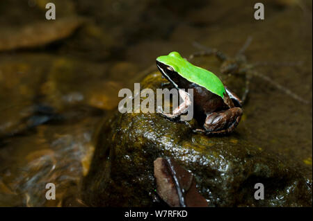 Marojejy Green-backed Mantella Frog (Mantella manery) on rock in lowland rainforest stream. Marojejy National Park, north east Madagascar. Stock Photo