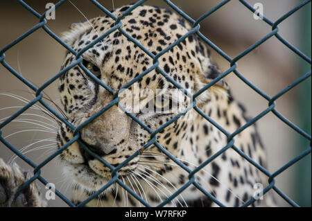 Male Arabian Leopard (Panthera pardus nimr) at the Arabian Wildlife Centre & captive-breeding project, Sharjah, United Arab Emirates. March 2013 Stock Photo