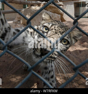 Male Arabian Leopard (Panthera pardus nimr) at the Arabian Wildlife Centre & captive-breeding project, Sharjah, United Arab Emirates. April 2013 Stock Photo