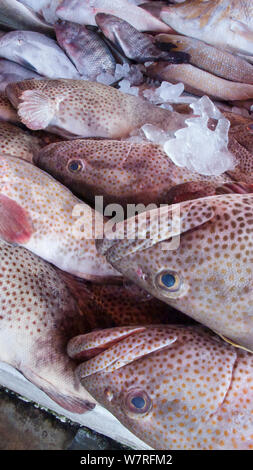 Immature Areolate Grouper or Rock Cod (Epinephelus areolatus) on sale in fish souk (market) in Sharjah, United Arab Emirates. April 2013 Stock Photo